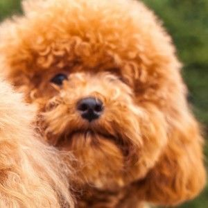 Meet your Posher, Fiona!